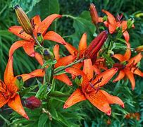 Image result for Orange Stargazer Lily