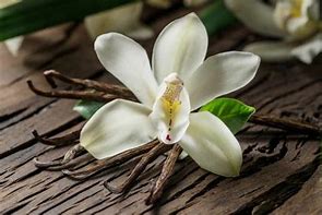 Image result for Vanilla Orchid Flower