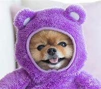 Image result for Purple Doge