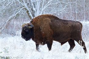 Image result for Polish Bison