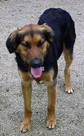 Image result for Golden Shepherd Images