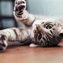 Image result for Classic Swirls Tabby