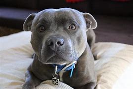 Image result for Cartton Blue Staffy