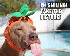 Image result for Dog Memes so Funny