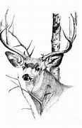 Image result for Mule Deer Stencil Drzw