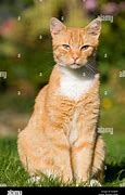 Image result for German Shepherd and Orange Tabby Cat