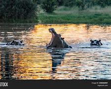 Image result for Hippo On Land