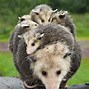 Image result for Black Opossum