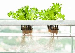 Image result for Hydroponic Watering System