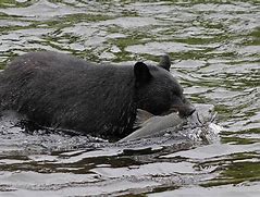 Image result for Black Bear Catch Fish