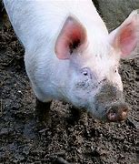 Image result for Large White Swine