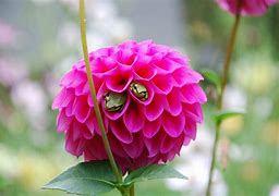 Image result for Frog with Flower