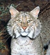 Image result for Lynx Rufus