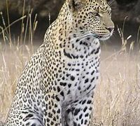 Image result for Sinai Leopard