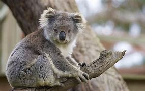 Image result for Beautiful Koala Bear