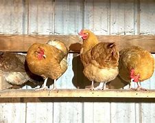 Image result for Building a Chicken Roost