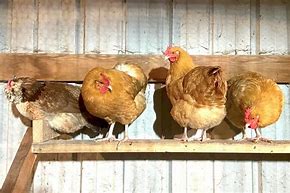 Image result for Cinder Block Chicken Roost