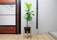 Image result for Indoor Fig Tree