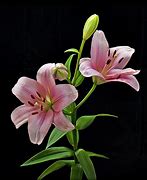 Image result for Lilium Tigrinum