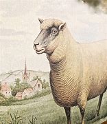 Image result for Sheep FRIM Sing