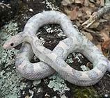 Image result for Orchid Corn Snake