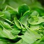 Image result for Female Spinach Plant