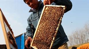 Image result for Beginning Beekeeping