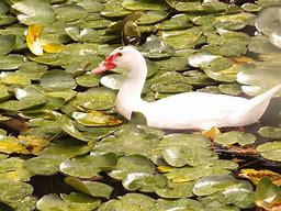 Image result for baby white ducks names