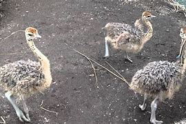 Image result for Dancing Ostriches