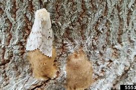 Image result for Gypsy Moth Invasive Species