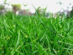 Image result for Rumput Halaman