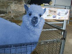 Image result for Blue Lama