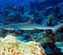 Image result for Coral Reef Shark