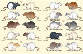 Image result for Russian Blue Fancy Rat