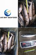 Image result for Frozen Mackerel Bait