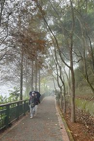 Image result for Foggy Morning Aesthetic