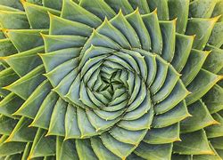 Image result for Fractal Real Life