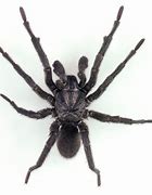 Image result for Pale Trapdoor Spider