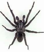 Image result for Trapdoor Spider Poisonous