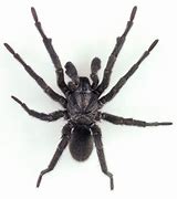 Image result for Ravine Trapdoor Spider