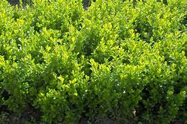 Image result for How to Grow Buxus Plants