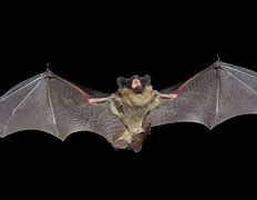 Image result for Vampire Bat Wings