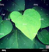 Image result for Greenheart Tree Leaf