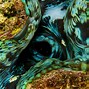 Image result for Beautiful Giant Clam