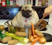 Image result for Dog Eating Dinner