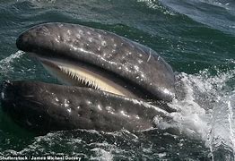 Image result for Gray Whale Pictures