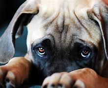 Image result for Puppy Eyes Breed