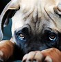 Image result for Adorable Puppy Dog Eyes