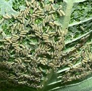 Image result for Tussock Moth Larvae