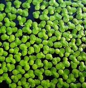 Image result for Duckweed Fruit